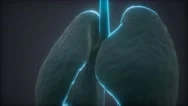 3D Animation Of Human Lungs Stock Footage