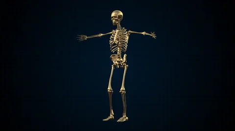 3D Animation of Human Skeleton Gold Loopable. Alpha matte Stock Footage 45657216