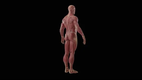 3d animation of  human stand Stock Footage 149901480