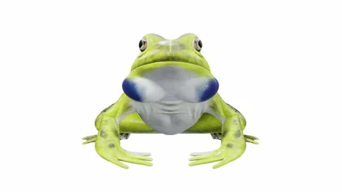 3d animation of Indian Bullfrog Video stock 241261069