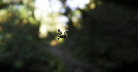 3d animation of insect flight. 3d render. Stock Footage 200960883