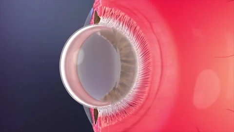 3D animation of internal eye anatomy showing how we see objects clearly Stockbeeldmateriaal 345198878