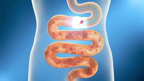 3D animation of intestinal probiotics enhancing gut motility Stockbeeldmateriaal 344102424