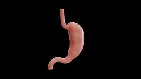 3D animation of isolated human stomach, rotating in loop. digestive system Stock Footage 146535938