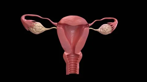 3D animation of isolated human uterus rotating in loop Stock Footage 146535949