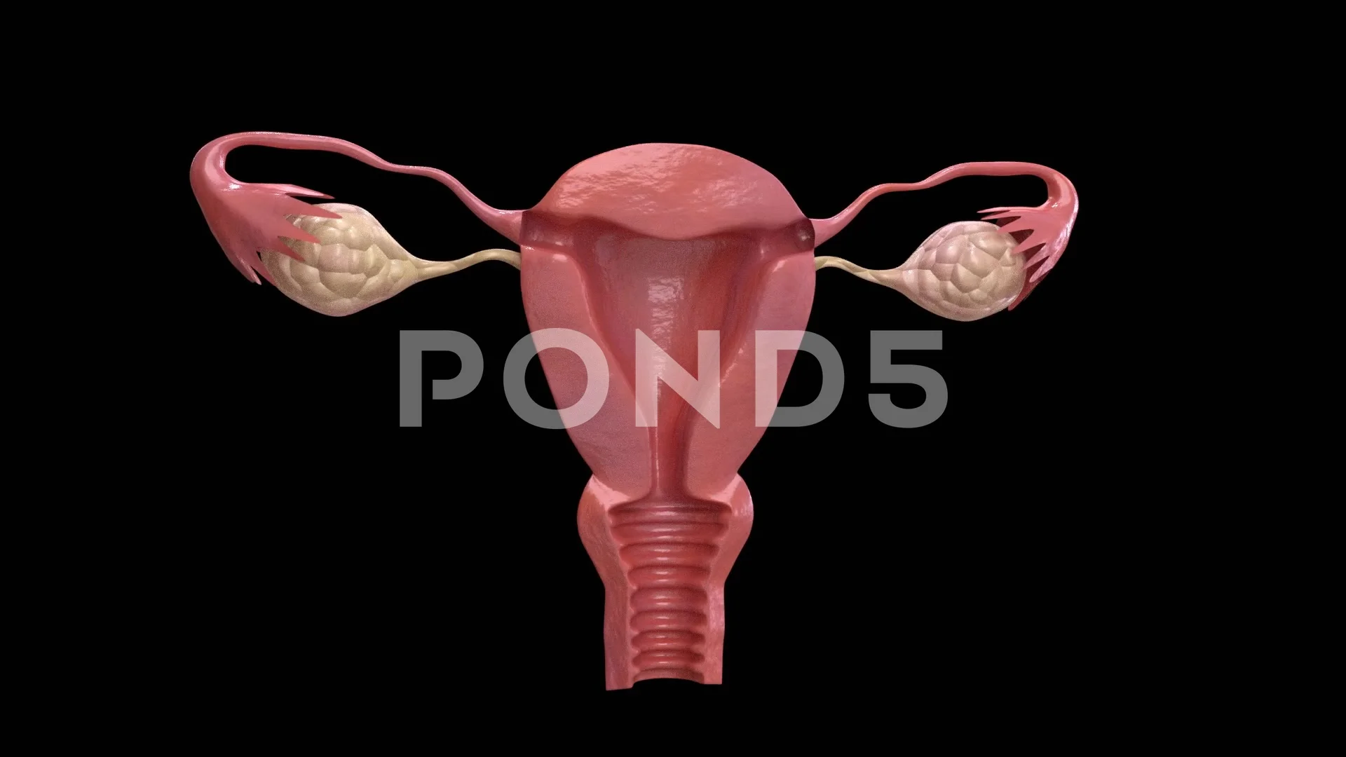 3D animation of isolated human uterus ro... | Stock Video | Pond5