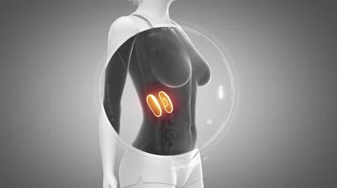 3D animation of  KIDNEY anatomy in loop Stock Footage 51475820