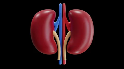 3D Animation of Kidney Stock Footage 286791964