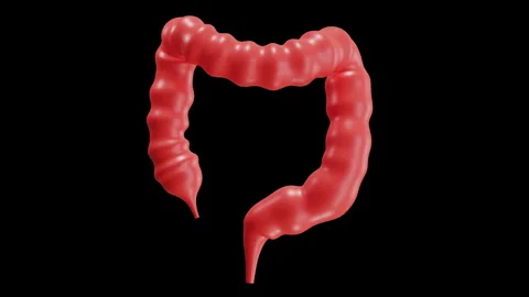 3D Animation of Large Intestine Stock Footage 286791747