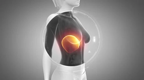 3D animation of  LIVER anatomy in loop Stock Footage 51476447