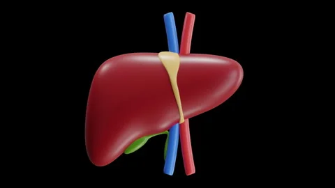3D Animation of Liver Stock Footage 286791786