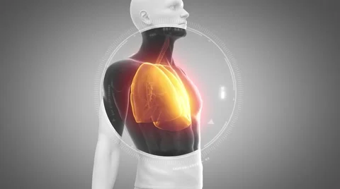 3D animation of  LUNGS anatomy in loop Stock Footage 51475536