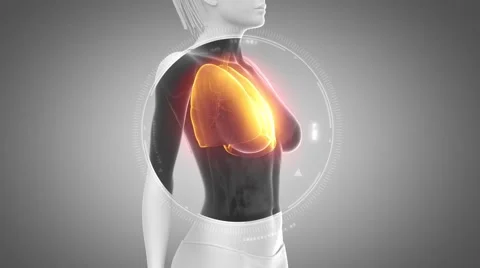 3D animation of  LUNGS anatomy in loop Video stock 51476461