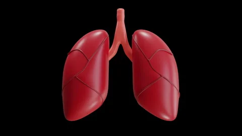 3D Animation of Lungs Stock Footage 286791939