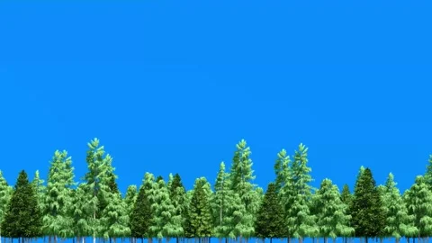 3D Animation of Lush Green Pine Forest Swaying in Wind on Blue Screen Background Stock Footage 318961837