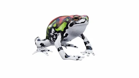3d animation of Malagasy Rainbow Frog Video stock 241261235