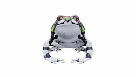 3d animation of Malagasy Rainbow Frog Video stock 241261239