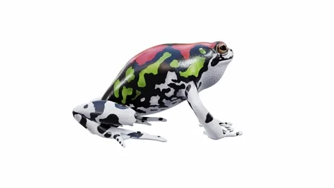 3d animation of Malagasy Rainbow Frog Stock Footage 241261247