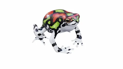 3d animation of Malagasy Rainbow Frog Stock Footage 241261250