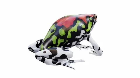 3d animation of Malagasy Rainbow Frog Video stock 241261254