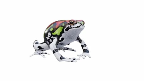 3d animation of Malagasy Rainbow Frog Stock Footage 241261258