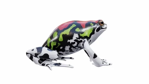 3d animation of Malagasy Rainbow Frog Stock Footage 241261265