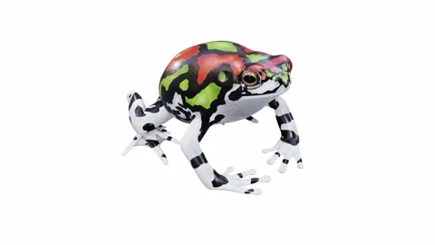 3d animation of Malagasy Rainbow Frog Video stock 241261268