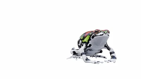 3d animation of Malagasy Rainbow Frog Stock Footage 241261277