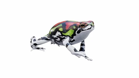 3d animation of Malagasy Rainbow Frog Video stock 241261301