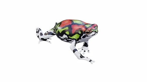 3d animation of Malagasy Rainbow Frog | Stock Video | Pond5