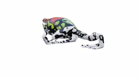 3d animation of Malagasy Rainbow Frog Stock Footage 241261310