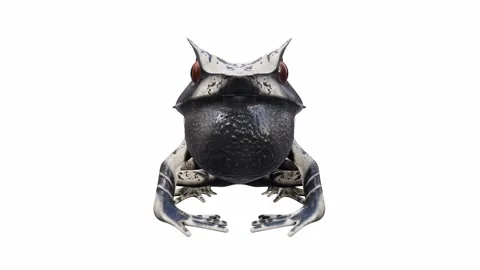 3d animation of Malayan Horned Frog Video stock 241261143