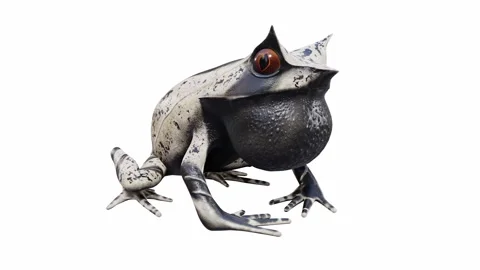 3d animation of Malayan Horned Frog Stock Footage 241261144