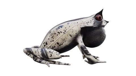 3d animation of Malayan Horned Frog Stock Footage 241261153