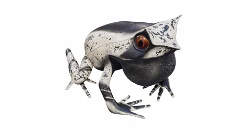 3d animation of Malayan Horned Frog Stock Footage 241261154