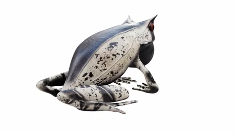 3d animation of Malayan Horned Frog Video stock 241261157
