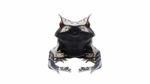 3d animation of Malayan Horned Frog Stock Footage 241261170