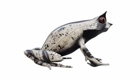 3d animation of Malayan Horned Frog Stock Footage 241261176