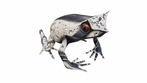 3d animation of Malayan Horned Frog Video stock 241261180