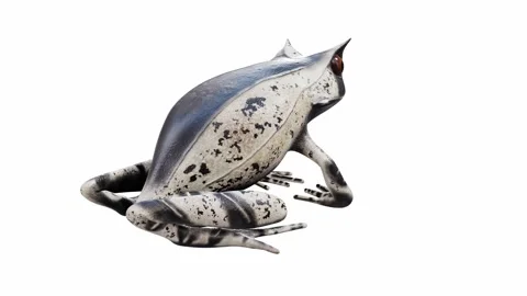 3d animation of Malayan Horned Frog Stock Footage 241261183