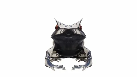 3d animation of Malayan Horned Frog Stock Footage 241261198