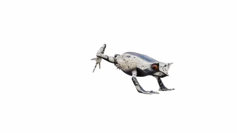 3d animation of Malayan Horned Frog Video stock 241261205