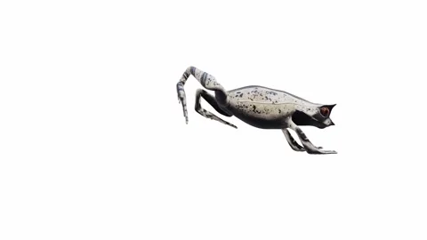 3d animation of Malayan Horned Frog Video stock 241261213