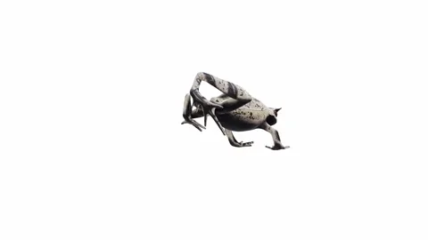 3d animation of Malayan Horned Frog Video stock 241261214