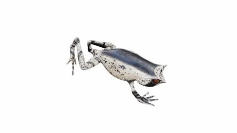 3d animation of Malayan Horned Frog Video stock 241261220