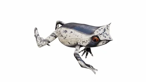 3d animation of Malayan Horned Frog Stock Footage 241261225