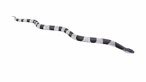 3d animation of Malayan Krait Stock Footage 241260222