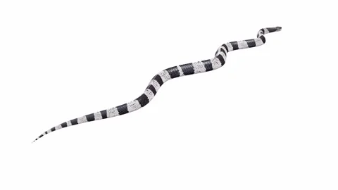 3d animation of Malayan Krait Stock Footage 241260232