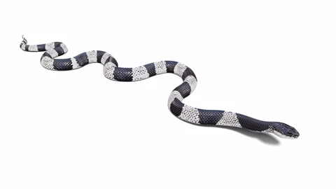 3d animation of Malayan Krait Stock Footage 241260282