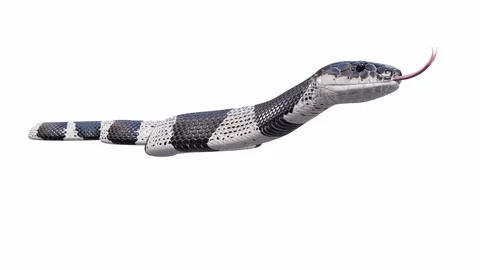 3d animation of Malayan Krait Stock Footage 241260287